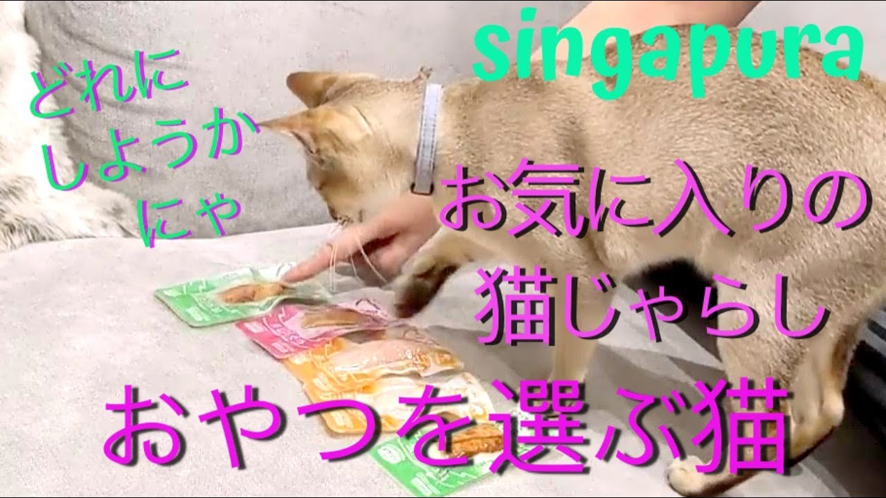 シンガプーラ 猫じゃらしで遊んだ後はおやつを選ぶよ A cat toy