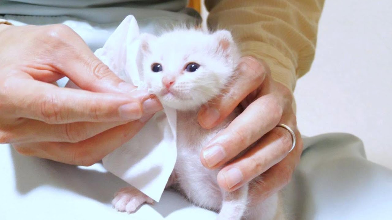 ミルクを飲み干してドヤ顔の子猫がかわいすぎ【赤ちゃん猫　保護猫】