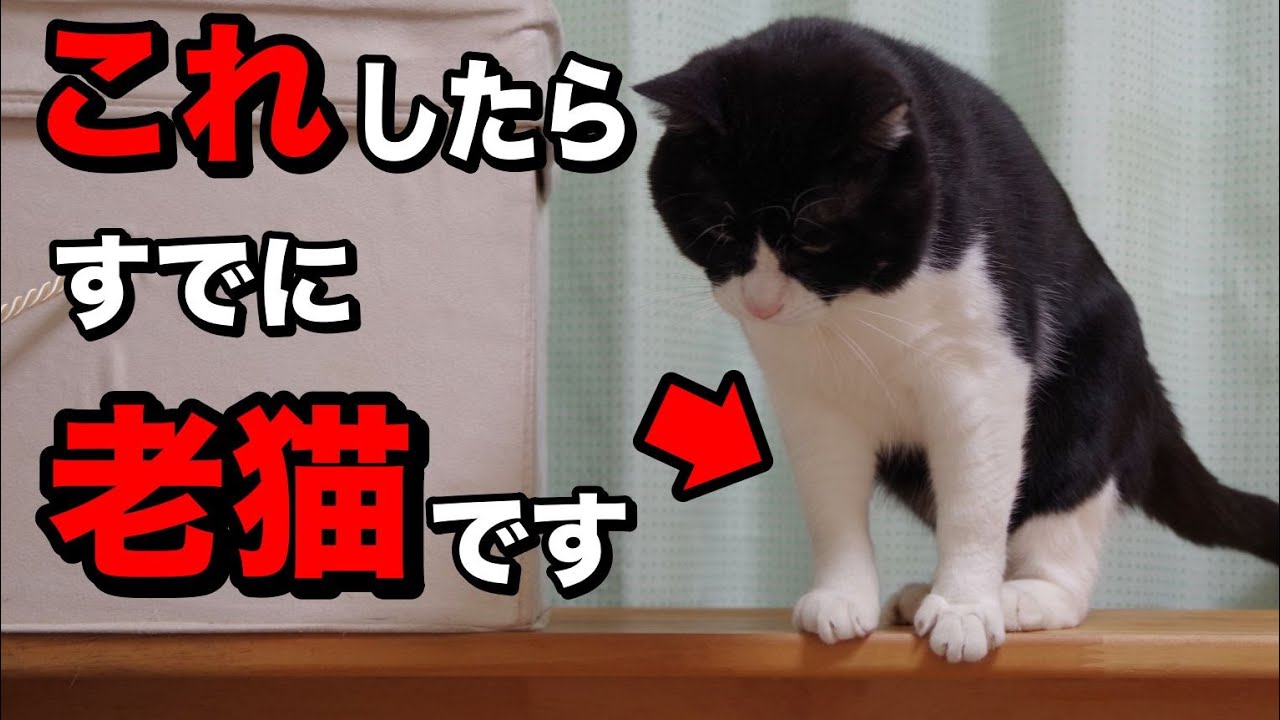 【7歳から】シニアの猫の特徴5選を獣医師が解説します
