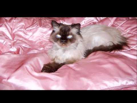 Himalayan ヒマラヤン    (CAT  猫)