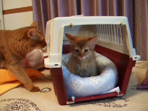 寝ぼける子猫と先住猫のご対面 (ソマリ)