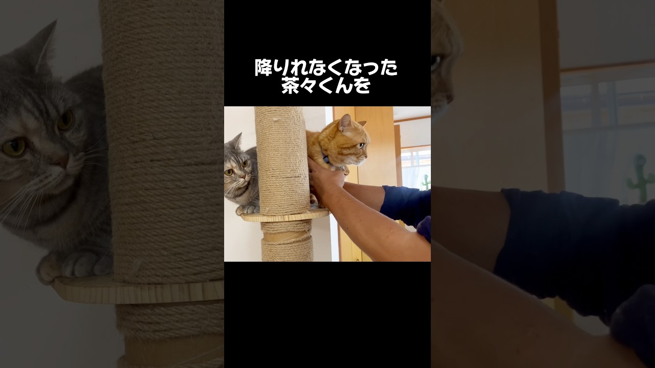 降りれなくなった猫を助けてあげたけど... #猫 #マンチカン #shorts