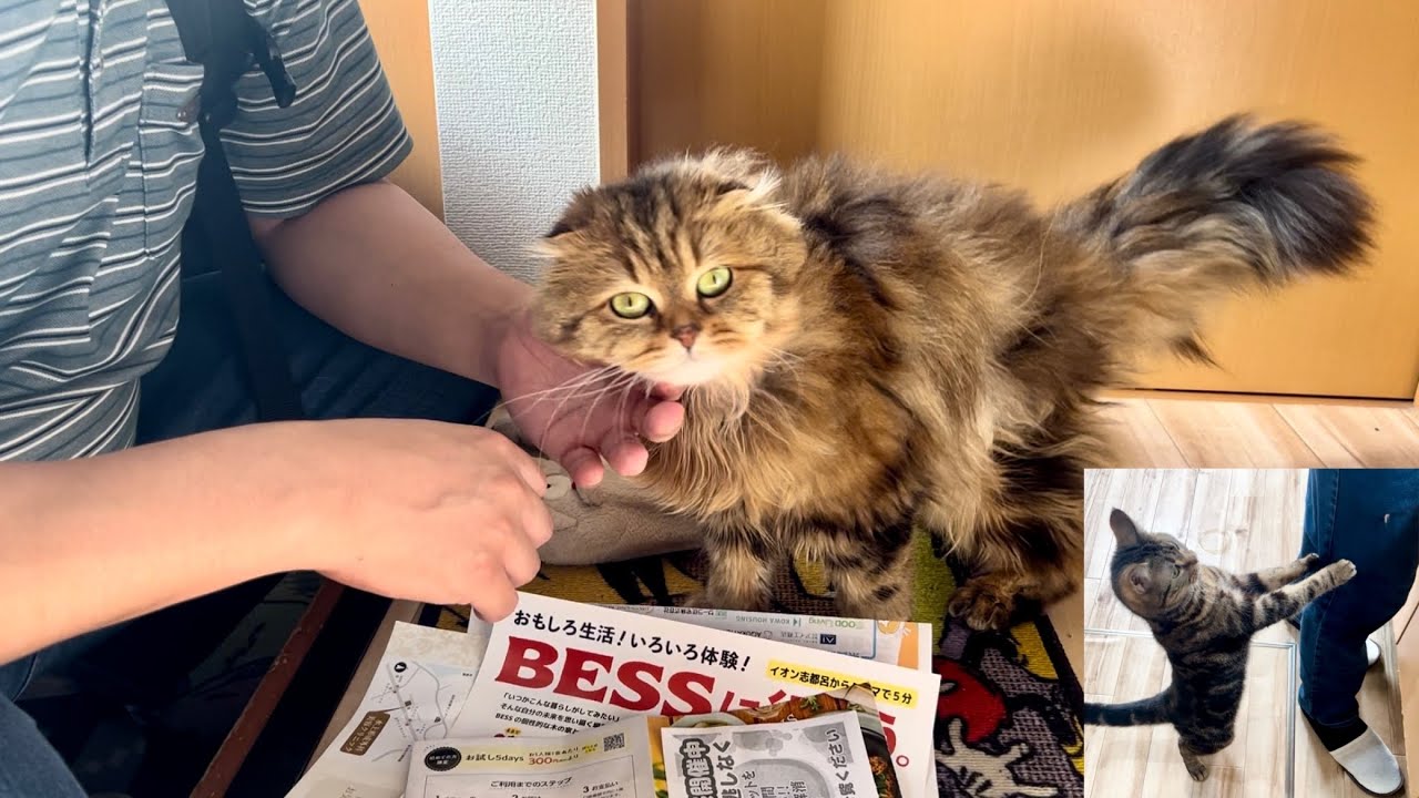 親友の訪問が嬉しすぎて玄関から猫たちがこうなりましたw