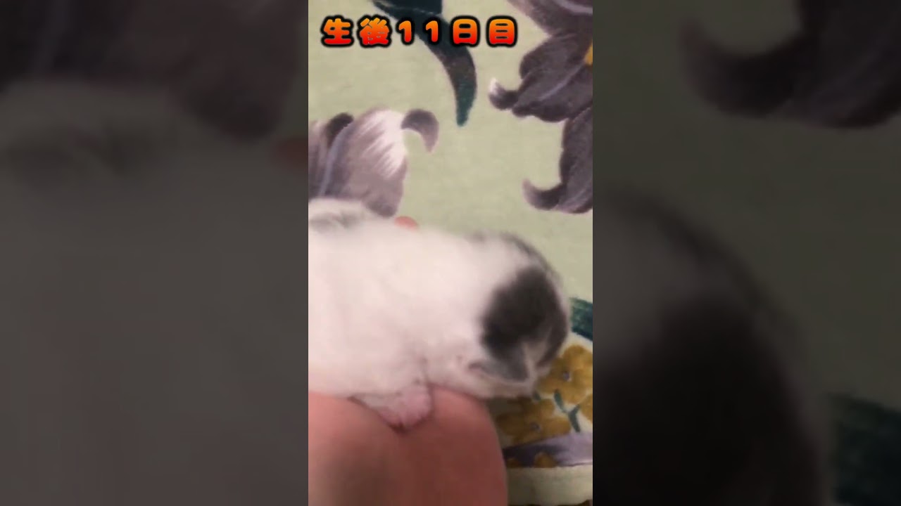 【豆大福？】#shorts　#ラガマフィン　#子猫
