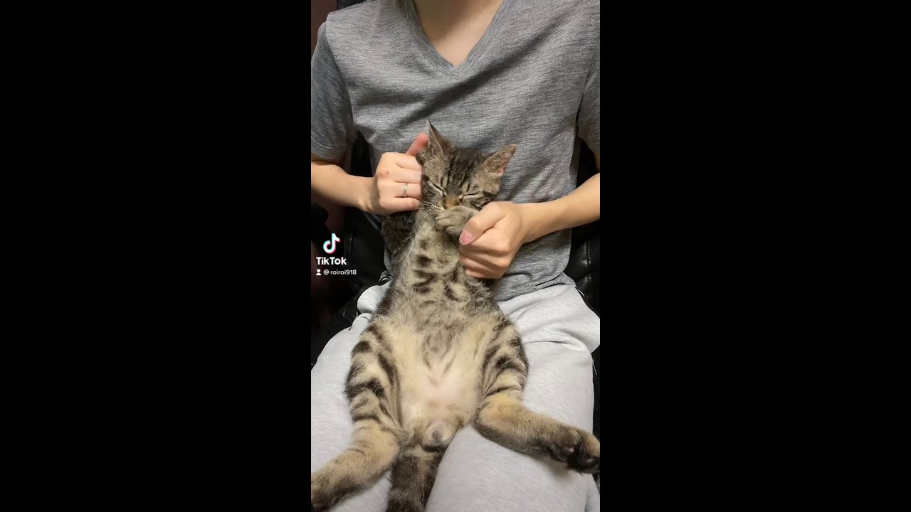 子猫のダンス♪ラパーマの元気な男の子！ #Shorts