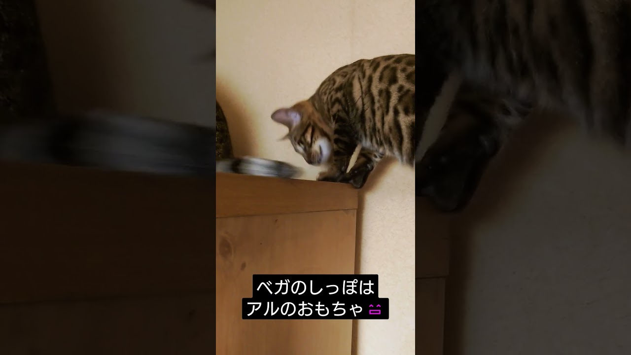ベンガル猫　ベガの尻尾で遊ぶアル😄　#ベンガル #ベンガル 猫 #猫動画 #ねこのいる生活 #かわいい猫 #猫 #ほのぼの #仲良し #癒やし #cat #ほのぼの #ほっこり#ほのぼの動画