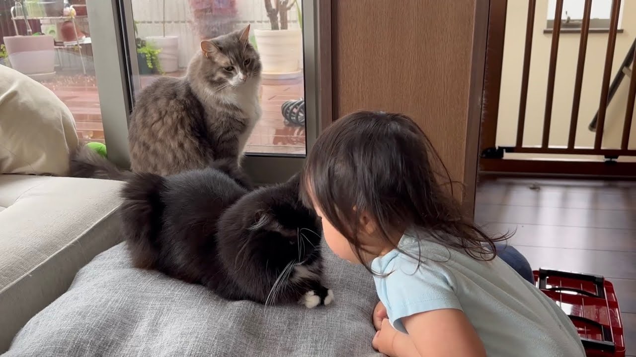 目の前で寝転び誘惑する猫とついてくる猫　ノルウェージャンフォレストキャット　ラガマフィンA cat lying down in front of you, seductively.