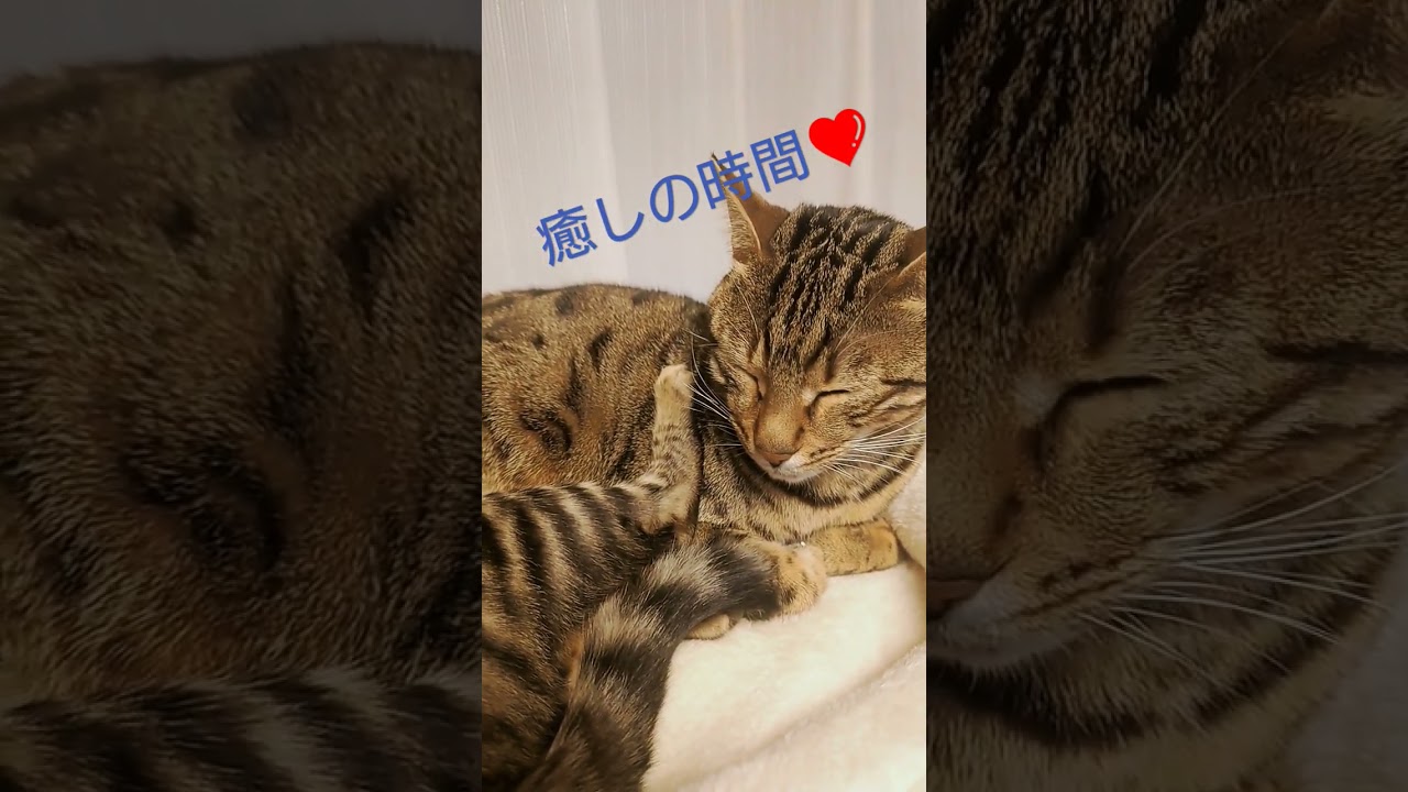 ベンガル猫　癒やしの時間❤️　 #ベンガル猫＃ベンガル #猫 #猫動画 #かわいい猫 #仲良し #癒やし猫 #cat #ほのぼの＃猫動画#catlover