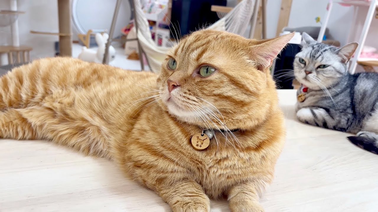 とても平和なごはんタイムです #猫 #マンチカン