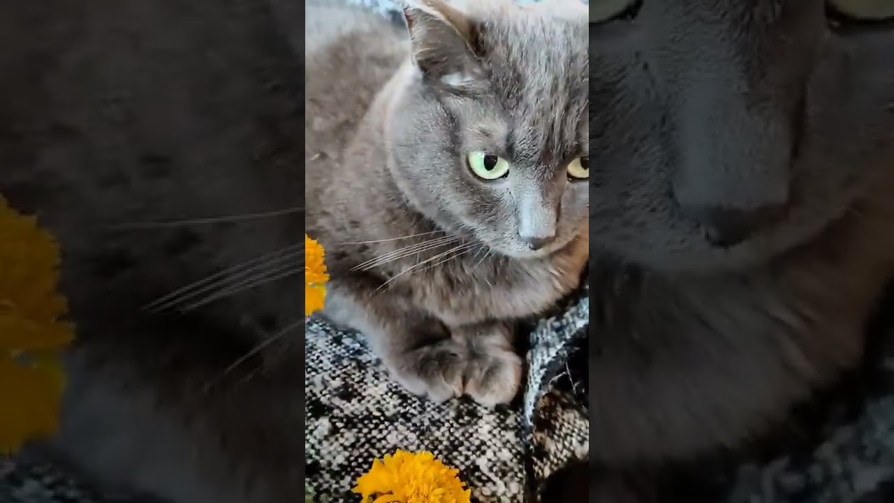 CUTE CAT KORAT/ВАЙНЫ ОТ КОШКИ/ЦВЕТЫ