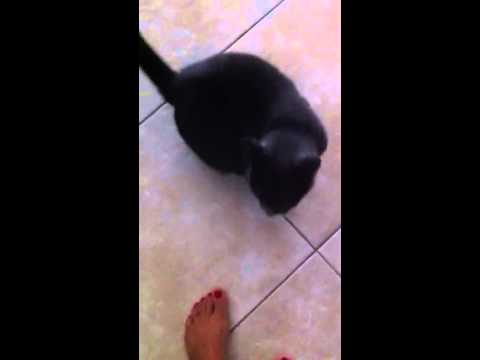 Russian Blue Cat "Havana" wants water!!
