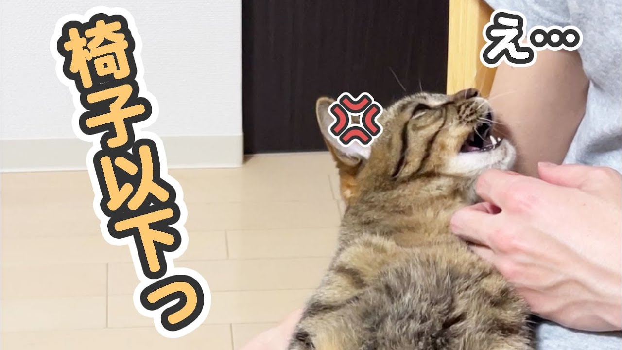 愛猫に、下僕の順位を言い渡された瞬間がこちらです…