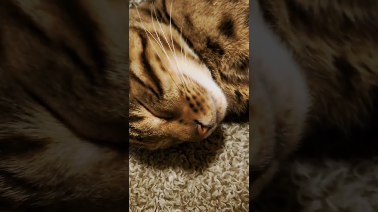 ベンガル猫　ベガ😄　これ何😄　 #ベンガル猫 #猫 #猫動画 #ねこのいる生活 #かわいい猫 #ほのぼの #cat #これなに #これなに猫 #ベンガル #癒やしのペット動画  #いやしねこ