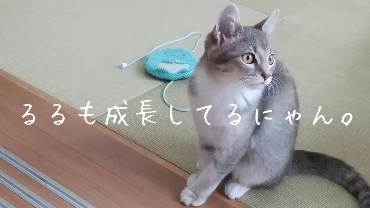 【成長】るるちゃんの成長が嬉しいです【アメリカンカールの立ち耳の猫るるちゃん】