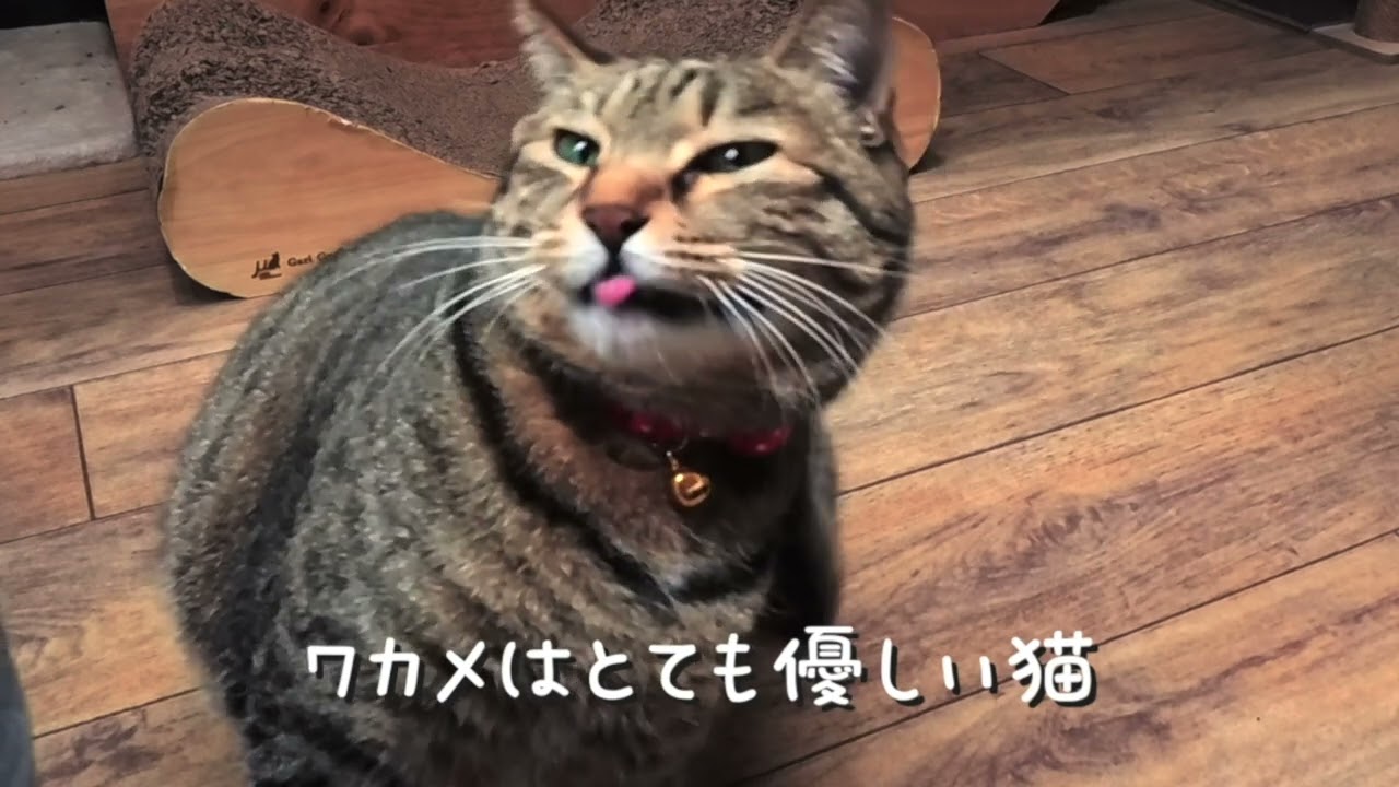 辛い過去を持つ痩せ細った捨て猫【ショートバージョン】