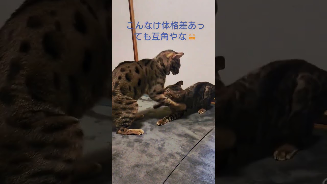 ベンガル猫　ベガとアルの終わらない戦い💪　 #ベンガル #猫 #ねこのいる生活 #猫動画 #かわいい猫 #喧嘩 #ほのぼの  #じゃれあ
