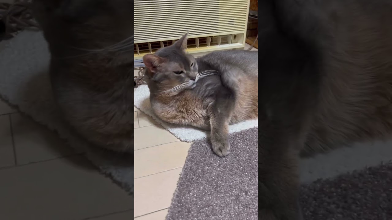 アビシニアンのアリスちゃん #shorts #猫動画 #アビシニアン #cat #まな猫