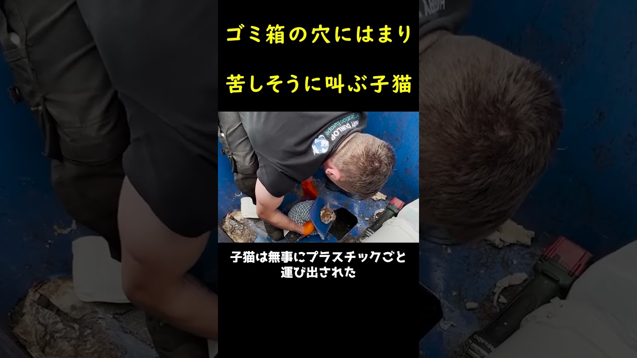 ゴミ箱の底に突っ込んだ子猫🐈