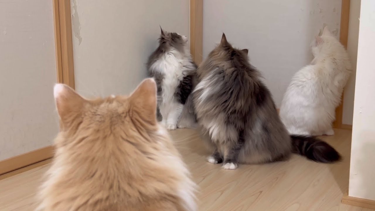 【family♡】みんなで仲良く待機できるかな〜？？？ターキッシュアンゴラとノルウェージャンフォレストキャット♡