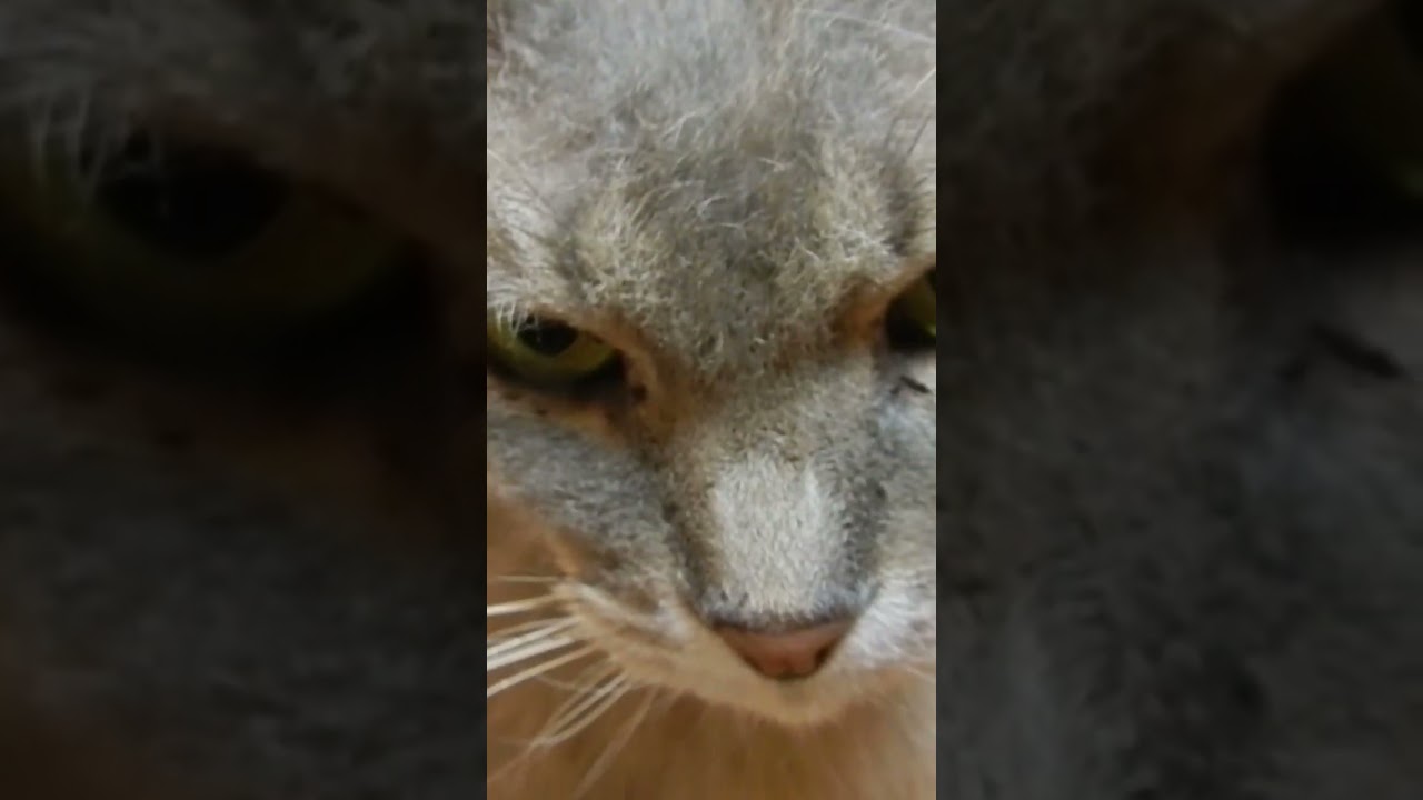 ラパーマのテオフィル