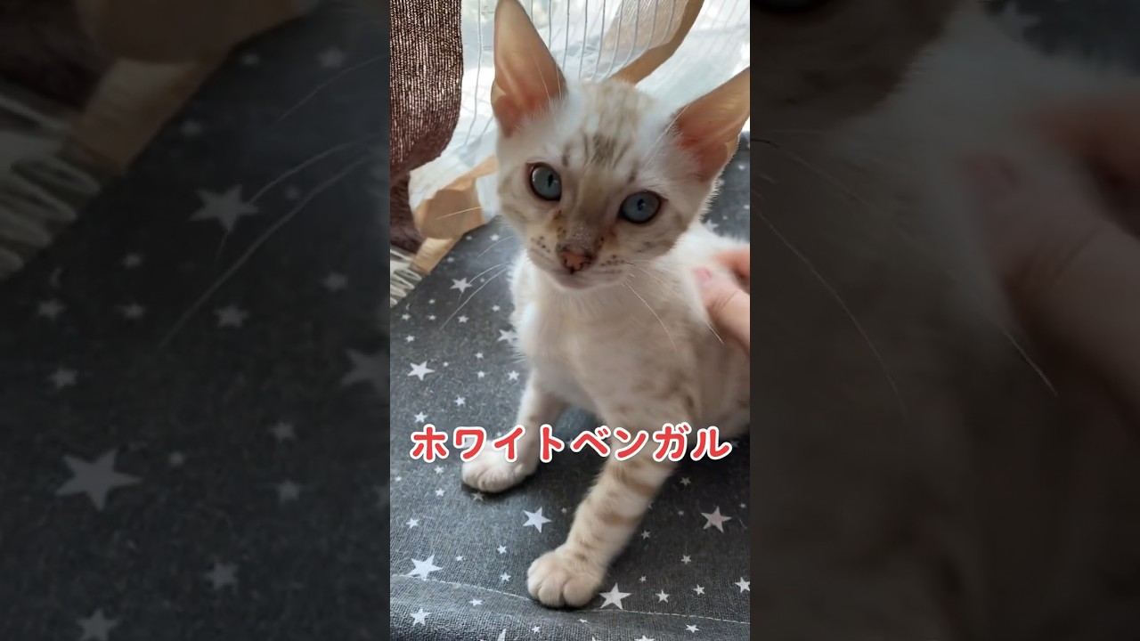 【子猫動画】ホワイトベンガル　生後4ヶ月！　可愛くてごめん！　ベンガル猫　ネコ　ねこ　#cat #bengalcat