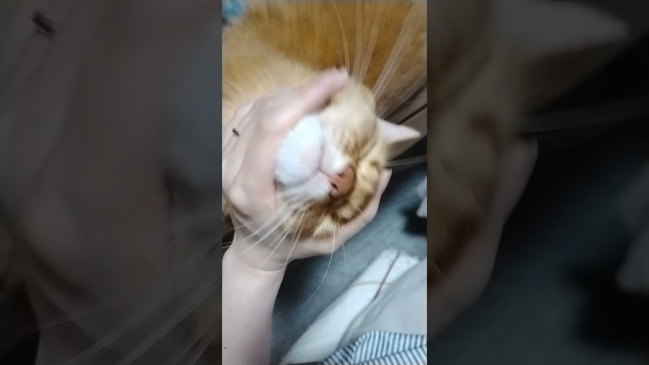 【ソマリの琥珀】これ気持ちいいんですか？ #shorts