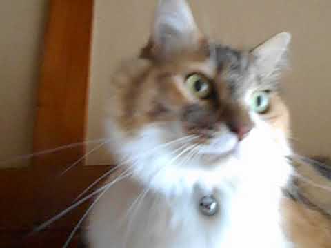日本猫長毛種三毛猫のみけちゃん(⌒∇⌒)～冷房で涼む！２０２００８１８