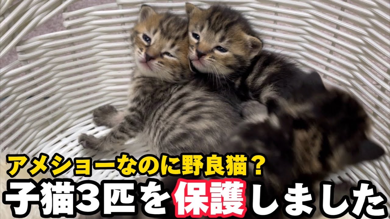 野良のアメショー？子猫と母猫を一緒に保護しました