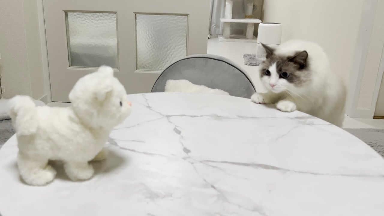 喋るぬいぐるみと対面したときのラグドール猫の反応がかわいすぎた…笑