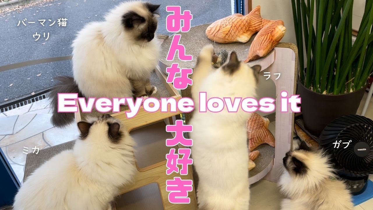 バーマン猫ウリとガブとミカとラフ【みんな大好き】Everyone loves it（バーマン猫）Birman/Cat