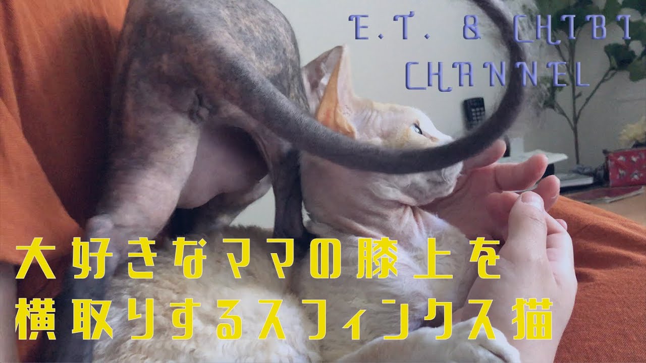 大好きなママの膝の上を横取りするスフィンクス猫がかわいすぎる【The Sphinx cat that steals on their favorite mom's lap is so cute】