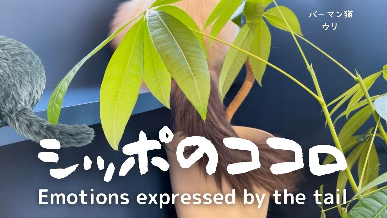 ゆらゆら動く【シッポのココロ】Emotions expressed by the tail（バーマン猫）Birman/Cat
