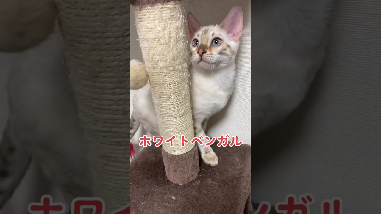 【子猫動画】ホワイトベンガル　生後4ヶ月！　私の一番かわいいところ　ベンガル猫　ネコ　ねこ　#bengalcat #cat #ベンガル #ベンガル猫 #ベンガル子猫 #子猫 #bengal #猫