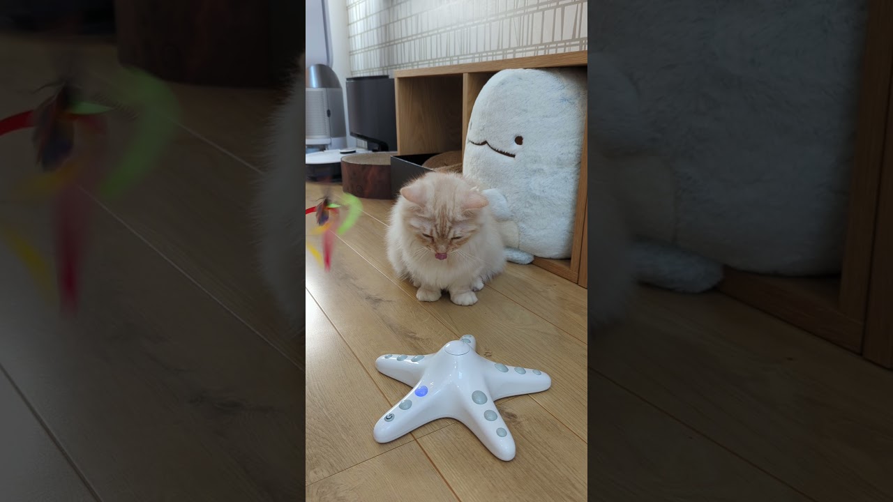 新しいおもちゃで大興奮のマンチカンがかわいい #猫