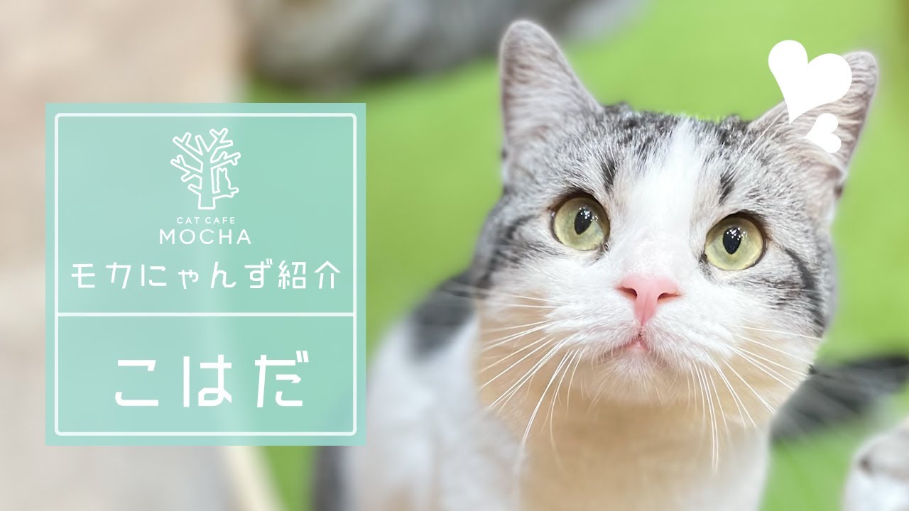 こはだ（マンチカンロングレッグ♂）宮崎橘通店