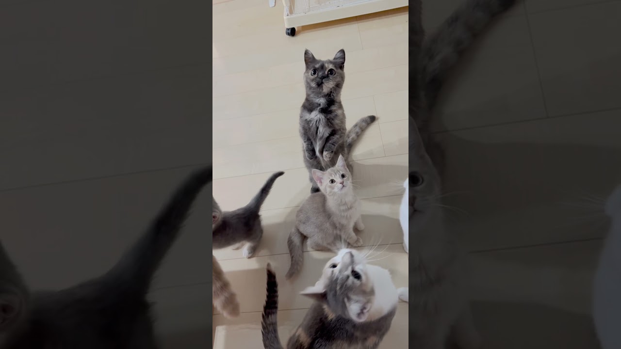 短足ミヌエット女の子🩷 【お問合せ詳細は説明欄に記載あります】 #スクーカム #ブリーダー直販 #マンチカン #ミヌエット #ラパーマ #子猫 #子猫販売 #猫 #猫のいる暮らし #猫動画