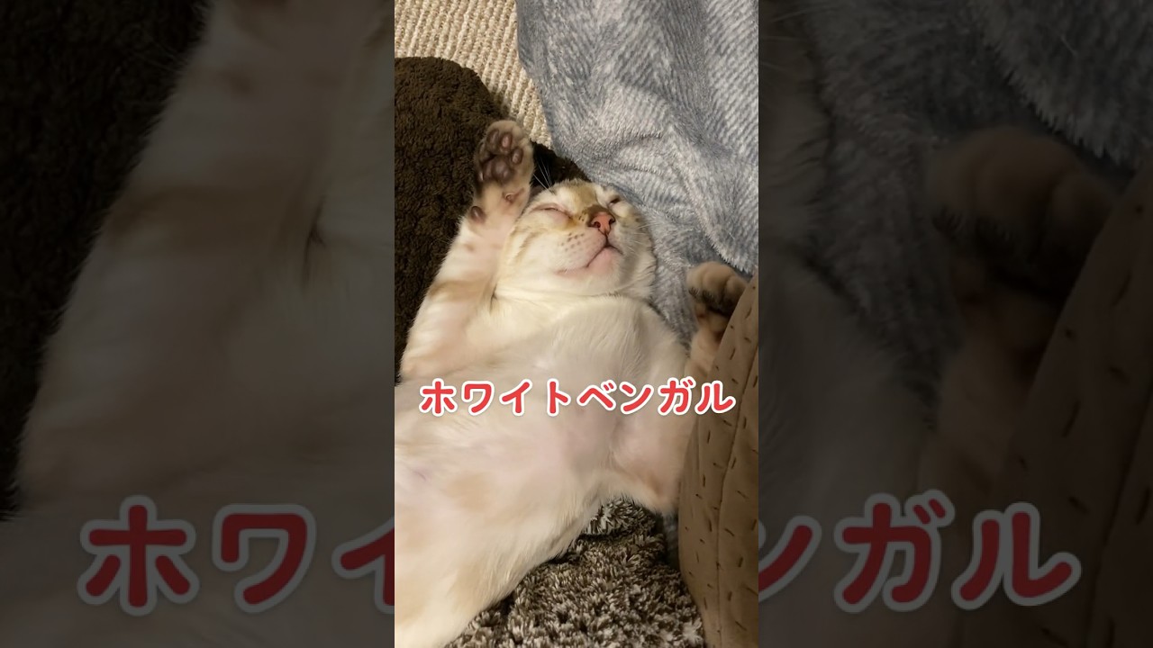 【子猫動画】ホワイトベンガル　生後4ヶ月！　私の一番かわいいところ　ベンガル猫　ネコ　ねこ　#bengalcat #cat #ベンガル #ベンガル猫 #ベンガル子猫 #子猫 #bengal #猫