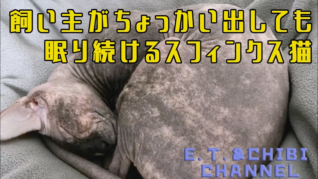 飼い主がちょっかい出しても眠り続けるスフィンクス猫