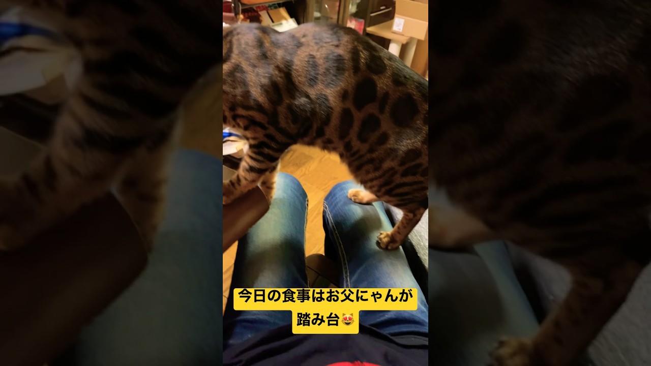 今日の食事はお父にゃんが踏み台😻 #bengal #cat #ベンガル #猫 #animal #芸達者 #funny #bengalcat #cute