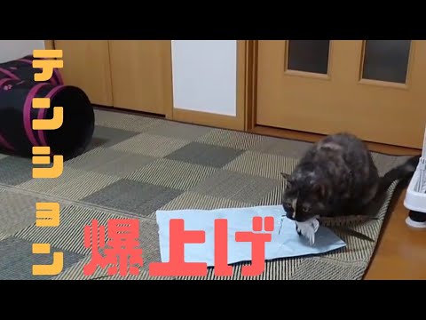 【セルカークレックス】新しいおもちゃではっちゃける猫🎵【せらのりたま】