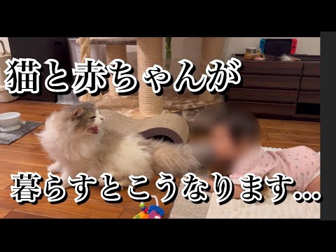 【注意して！！】猫と赤ちゃんが暮らすということ【ノルウェージャンフォレストキャット】