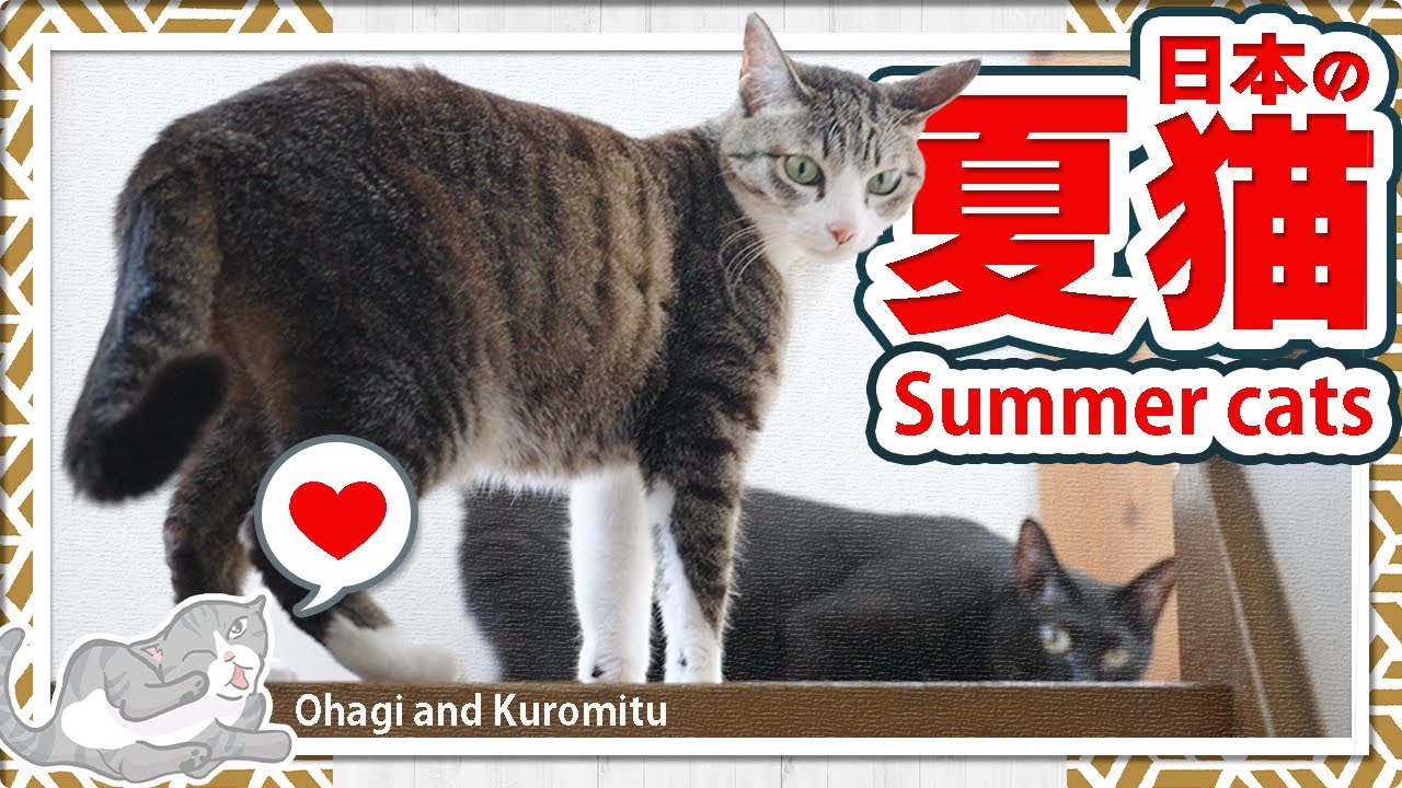 日本の夏猫