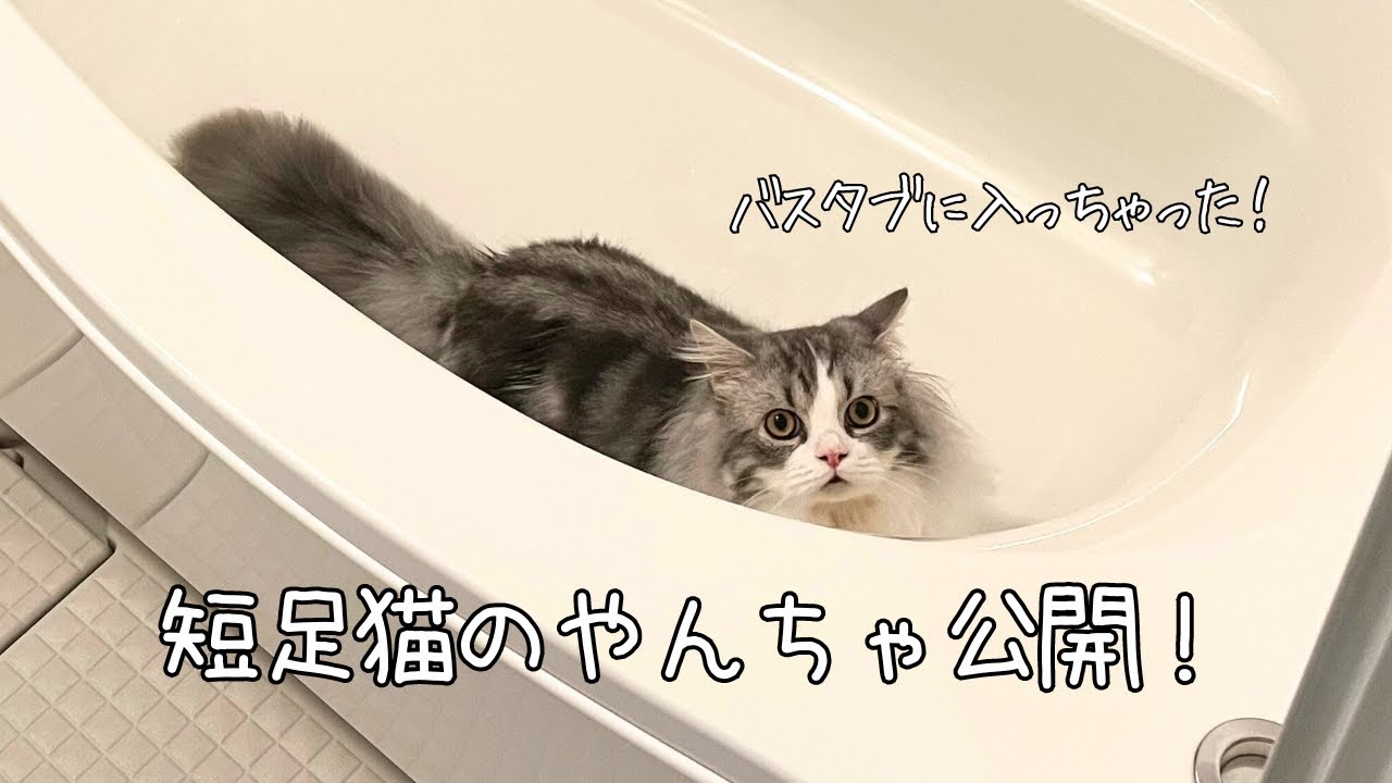 【短足マンチカンの大吉】バスタブに一人で侵入した結果！？やんちゃな場面が増えて成長を感じました☺️