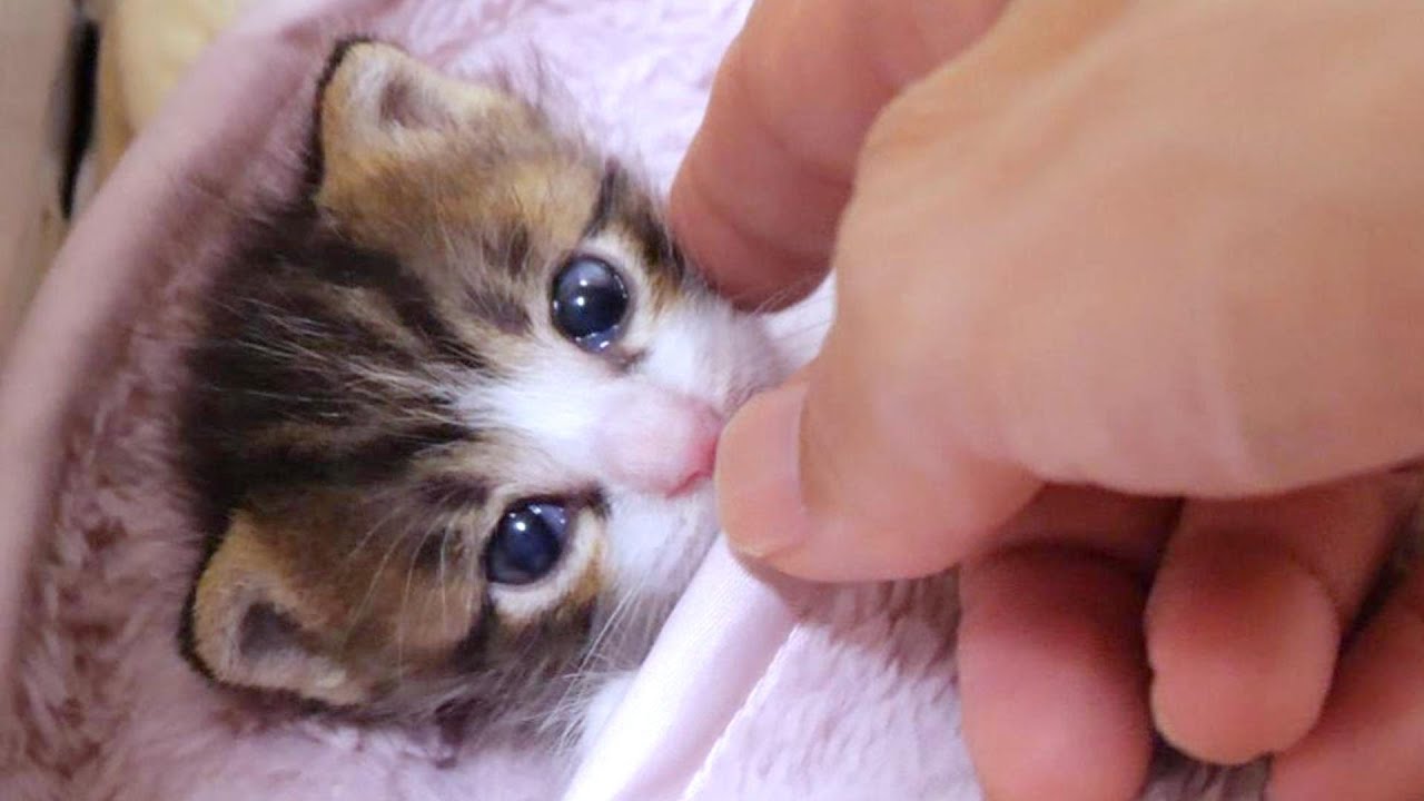 お腹が空いて目覚めた子猫がかわいい声でミルクをおねだりします【赤ちゃん猫　保護猫】