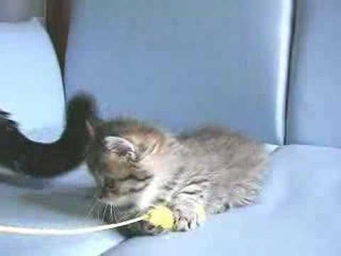 可愛いロングのマンチカン