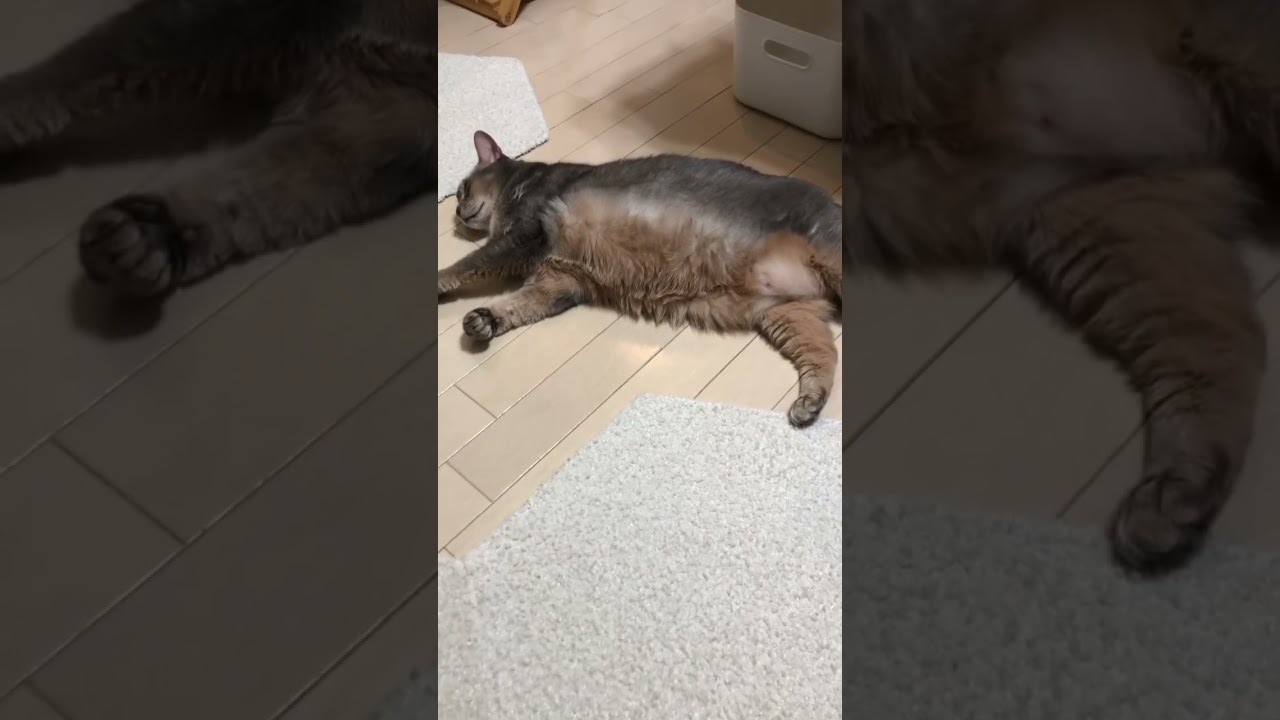 12歳のアリスちゃん #shorts #猫動画 #アビシニアン #cat #まな猫