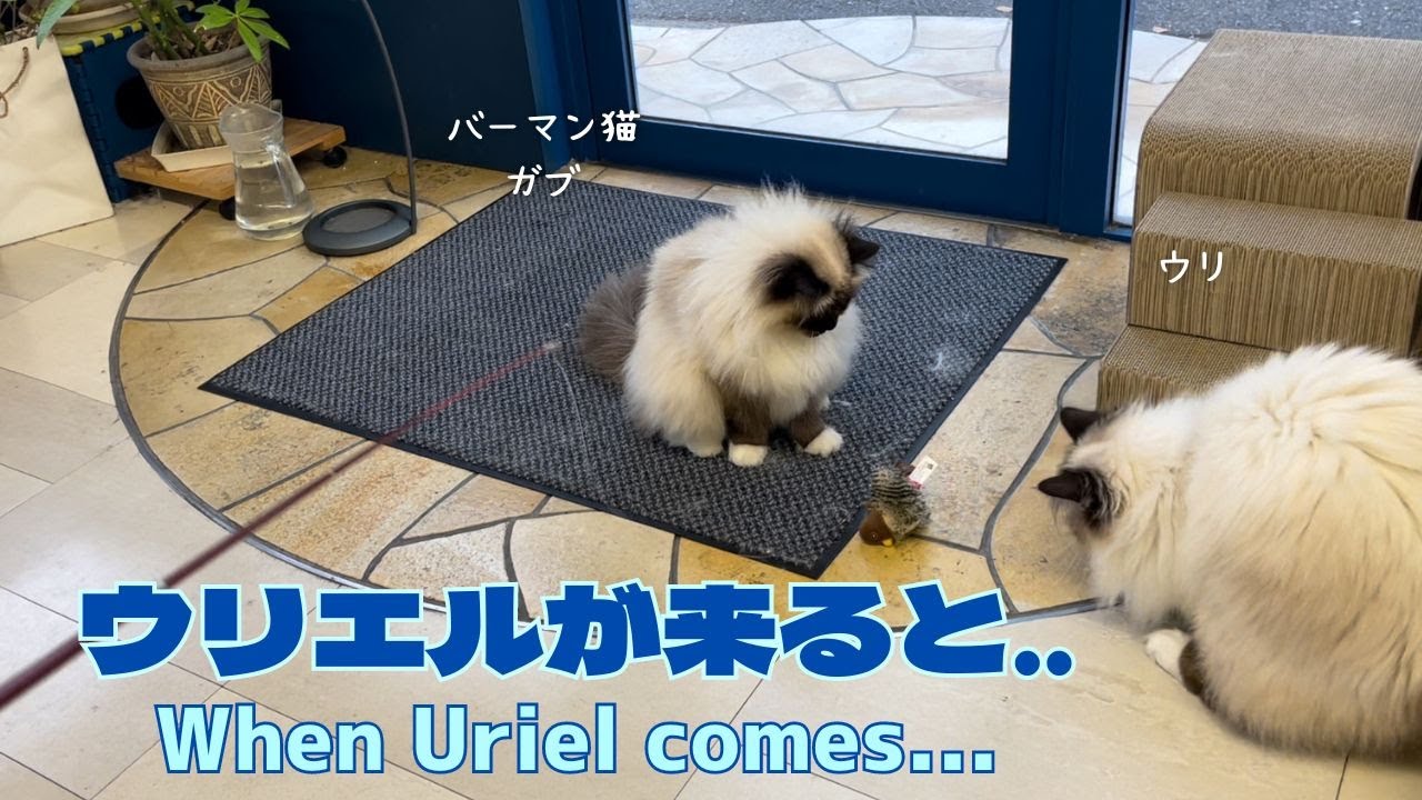 バーマン猫ガブとウリ【ウリエルが来ると‥】When Uriel comes...（バーマン猫）Birman/Cat