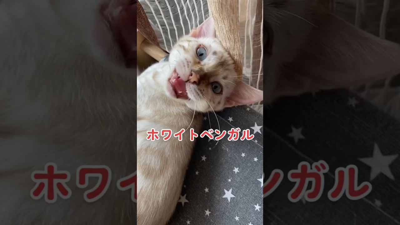 【子猫動画】ホワイトベンガル　生後4ヶ月！　可愛くてごめん！　ベンガル猫　ネコ　ねこ　#cat #bengalcat #ベンガル #ベンガル猫 #ベンガル子猫 #子猫