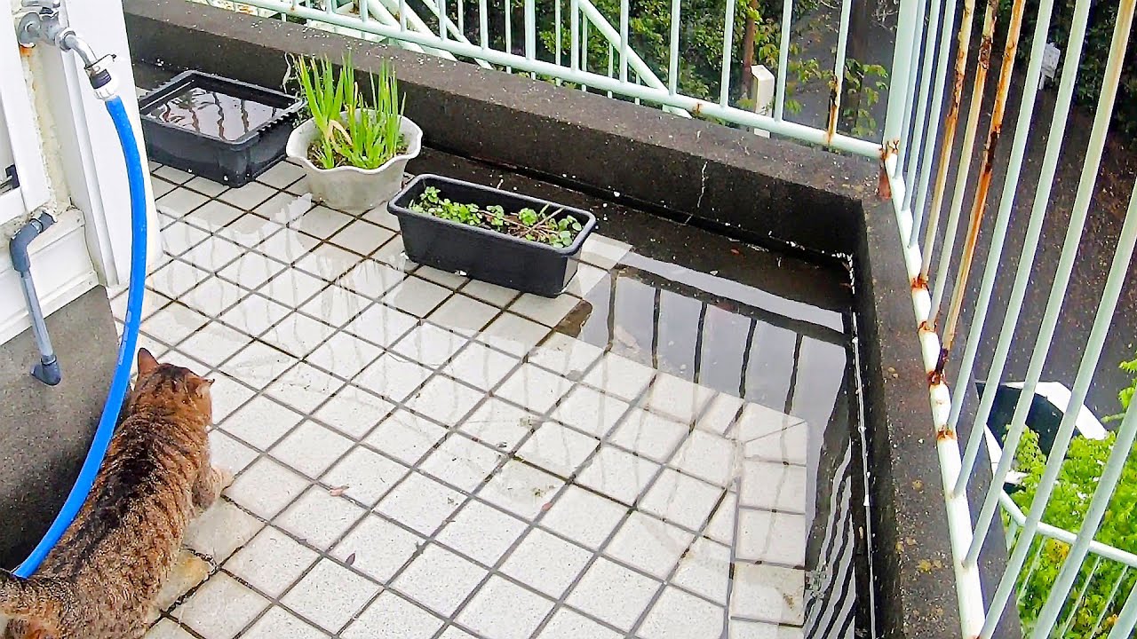 猫は水が苦手なのでは？寿三郎が水溜りを渡っていく