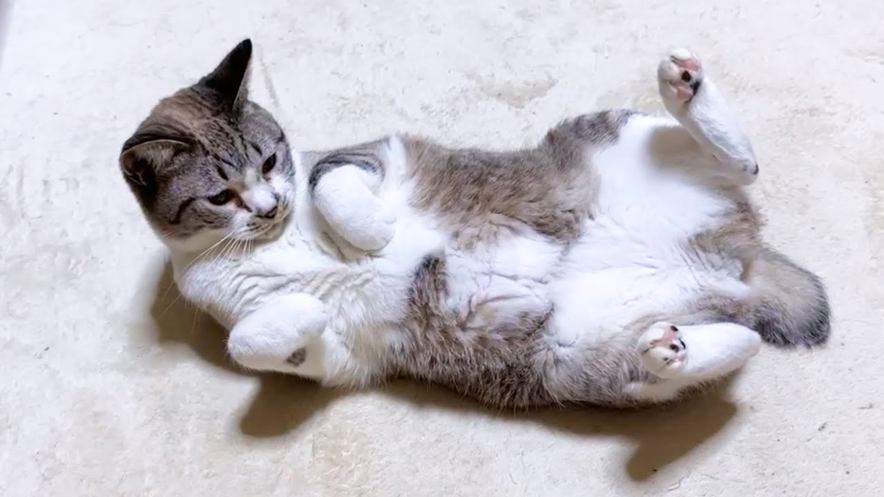 歳をとらない？永遠に子猫ちゃんな猫はこちらです…笑